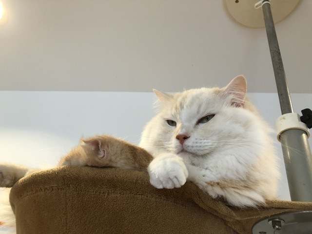 ねこと占い師がいるCafe Cat's Planetの写真