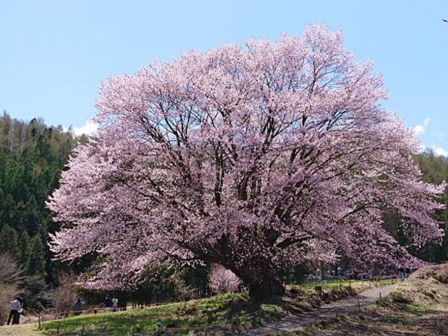 針山の天王桜の写真