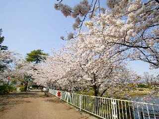 伊勢崎市華蔵寺公園の写真