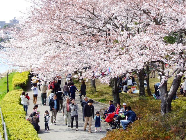 鶴生田川 館林市 群馬のお花見特集21 花見 季節 自然 館林市 イベント情報 ぐんラボ