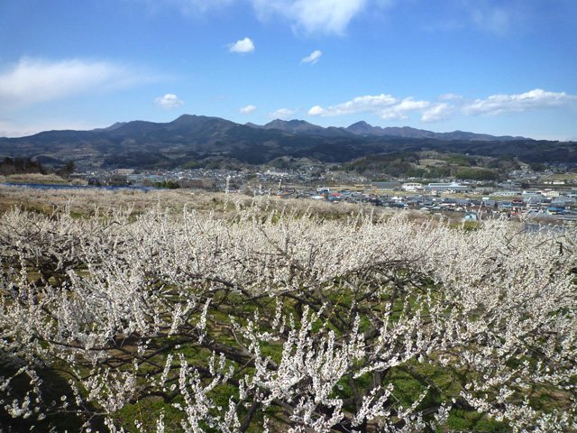 榛名梅林の写真