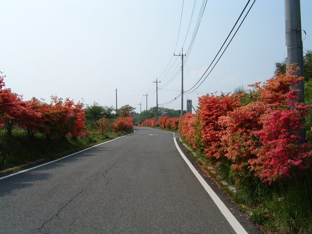 清水つつじ街道の写真