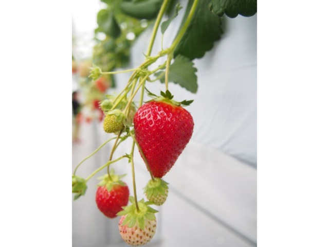 イチゴ狩り 直売 Freshberry 名所 観光地 佐波郡玉村町 ぐんラボ イチゴ狩り 直売 Freshberry 名所 観光地 佐波郡玉村町 ぐんラボ