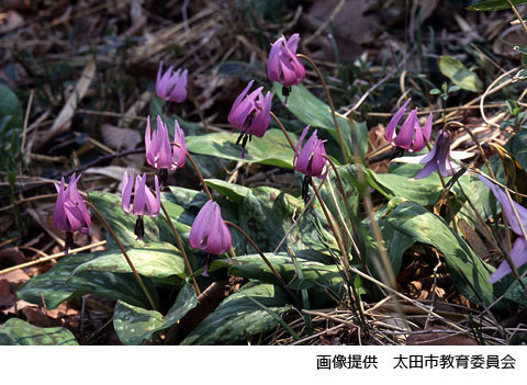 丸山薬師のカタクリ群生地の写真