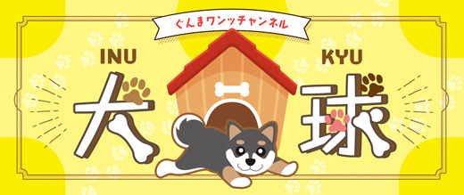 犬球 Inukyu ペット 前橋市 ぐんラボ
