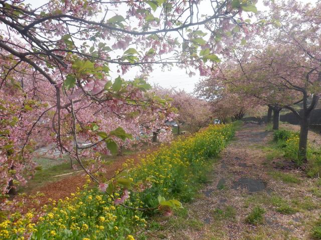 かわづ桜の丘白井の写真