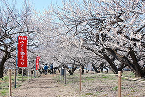 天空の梅祭り 第33回 みさと梅まつり 箕郷梅林 高崎市 花見 季節 街 地域 高崎市 イベント情報 ぐんラボ