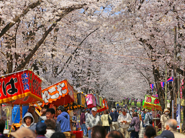 21年開催中止 赤城南面千本桜まつり 前橋市 群馬のお花見特集21 花見 季節 野外 前橋市 イベント情報 ぐんラボ