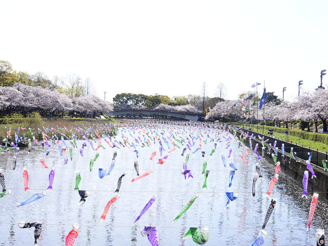 催事中止 こいのぼりの里まつり 鶴生田川 近藤沼 旧つつじが岡パークイン 茂林寺川 多々良沼 館林市 群馬のお花見特集 季節 ゴールデンウィーク 花見 館林市 イベント情報 ぐんラボ