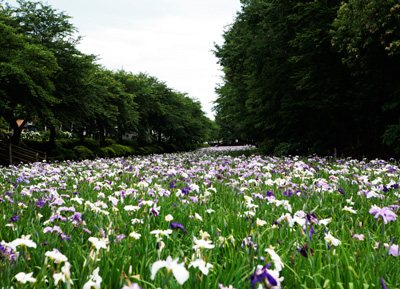 21年開催中止 赤堀花しょうぶ園まつり 植物 野外 花見 伊勢崎市 イベント情報 ぐんラボ