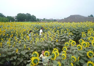 ひまわり迷路 季節 家族 高崎市 イベント情報 ぐんラボ