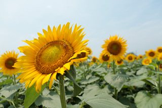 鼻高展望花の丘 ひまわり鑑賞 植物 季節 高崎市 イベント情報 ぐんラボ 鼻高展望花の丘 ひまわり鑑賞 植物 季節 高崎市 イベント情報 ぐんラボ