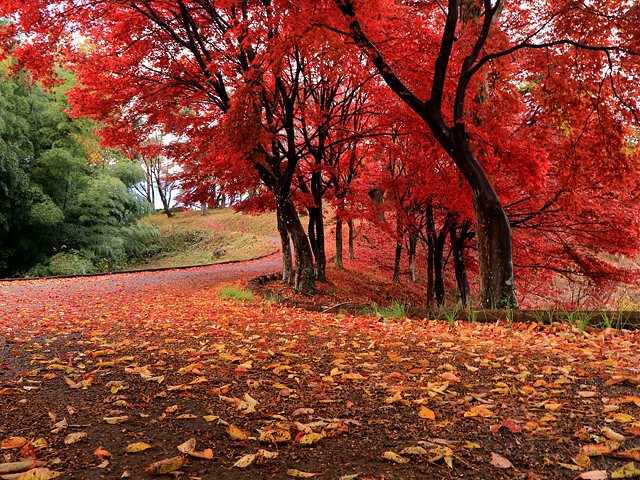 紅葉山公園 群馬の紅葉特集 紅葉 季節 自然 甘楽郡甘楽町 イベント情報 ぐんラボ