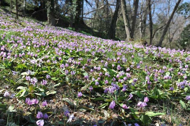 21年開催中止 カタクリ咲いたまつり 高崎市 群馬のお花見特集21 花見 季節 自然 高崎市 イベント情報 ぐんラボ 21年開催中止 カタクリ咲いたまつり 高崎市 群馬のお花見特集21 花見 季節 自然 高崎市 イベント情報 ぐんラボ
