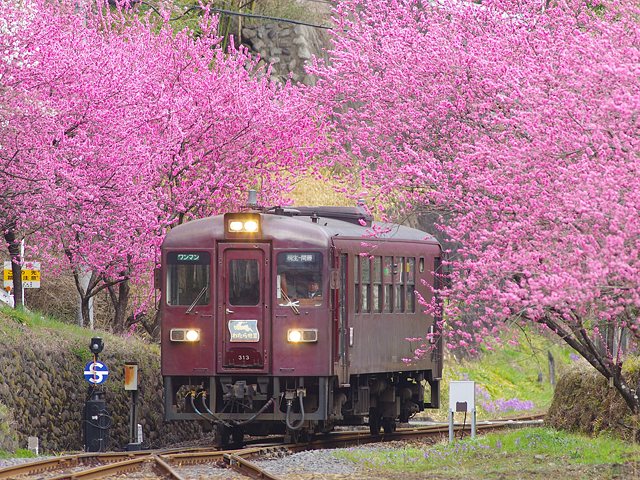 わたらせ渓谷鐵道 桐生市 みどり市 群馬のお花見特集21 花見 季節 自然 みどり市 イベント情報 ぐんラボ