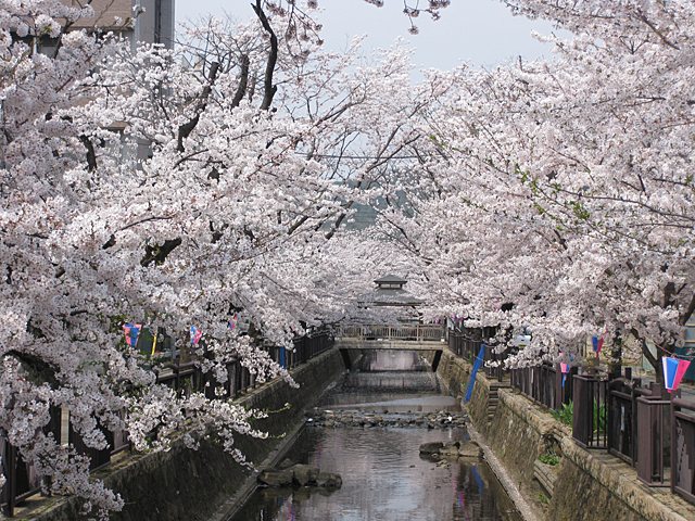 八瀬川 太田市 群馬のお花見特集2020 花見 季節 自然 太田市 イベント情報 ぐんラボ