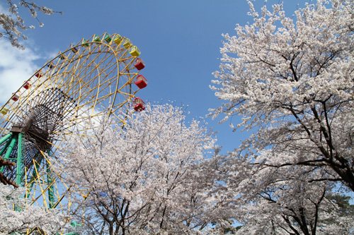 華蔵寺公園 伊勢崎市 群馬のお花見特集21 花見 季節 自然 伊勢崎市 イベント情報 ぐんラボ