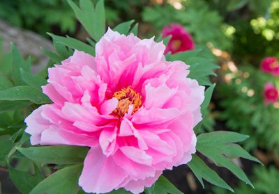 龍願寺 ボタン祭り 花見 季節 植物 前橋市 イベント情報 ぐんラボ 龍願寺 ボタン祭り 花見 季節 植物 前橋市 イベント情報 ぐんラボ