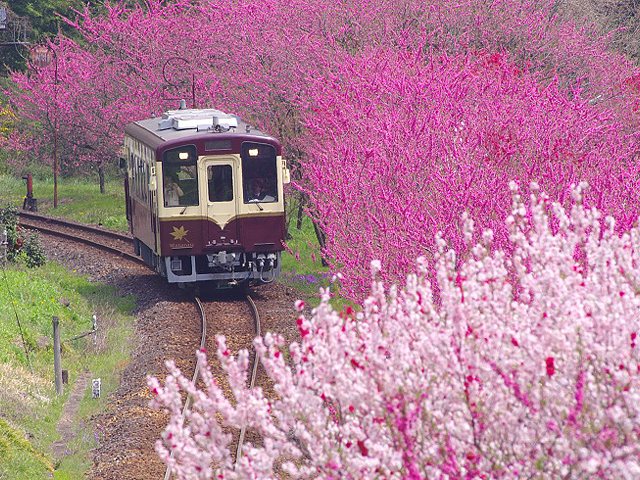 わたらせ渓谷鐵道 日光わたらせフリープラン 花桃のわたらせ渓谷鐵道から日光へ 群馬のお花見特集19 季節 自然 花見 みどり市 イベント情報 ぐんラボ