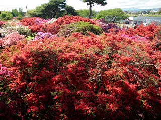 館林つつじまつり 植物 自然 季節 館林市 イベント情報 ぐんラボ 館林つつじまつり 植物 自然 季節 館林市 イベント情報 ぐんラボ