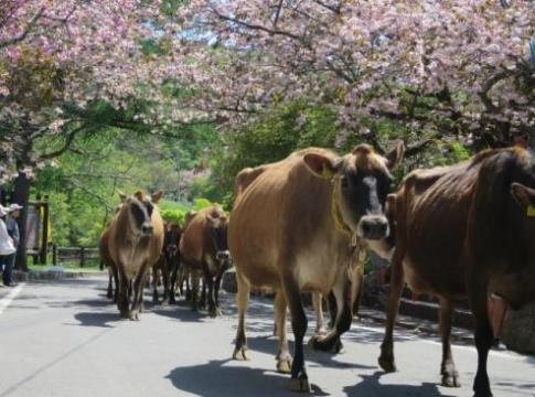 神津牧場花まつり 祭 伝統行事 自然 野外 甘楽郡下仁田町 イベント情報 ぐんラボ