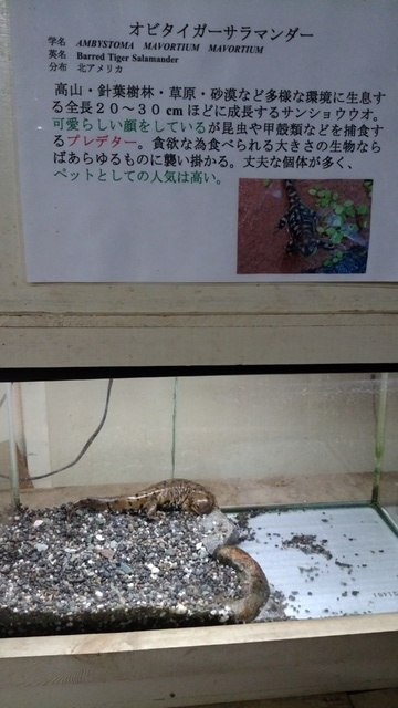 草津熱帯圏 名所 観光地 吾妻郡草津町 長野原町 高山村 嬬恋村 ぐんラボ 草津熱帯圏 名所 観光地 吾妻郡草津町 長野原町 高山村 嬬恋村 ぐんラボ