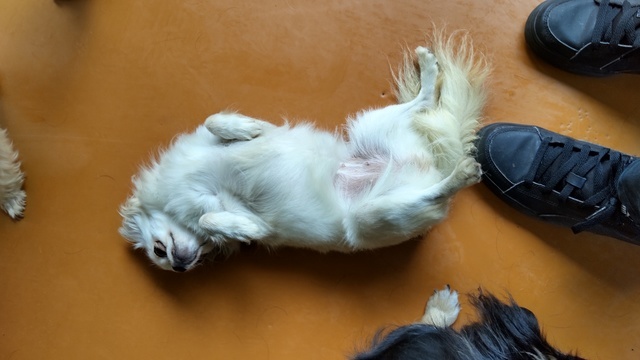 世界の名犬牧場 アウトドア 公園 前橋市 ぐんラボ