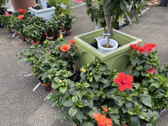 フラワーガーデン泉 花 ガーデニング 前橋市 ぐんラボ