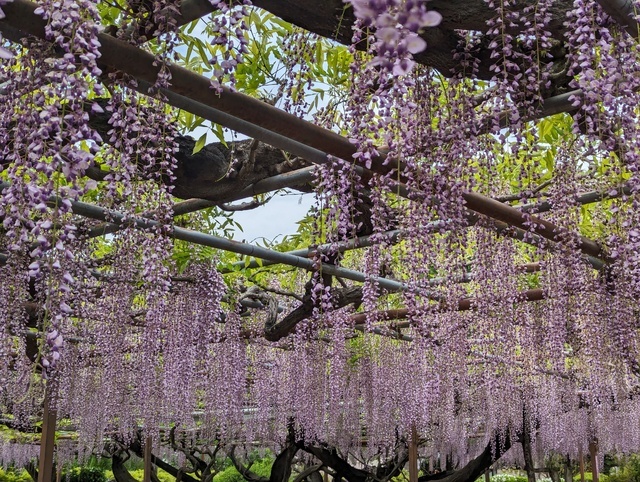 須賀の園の写真