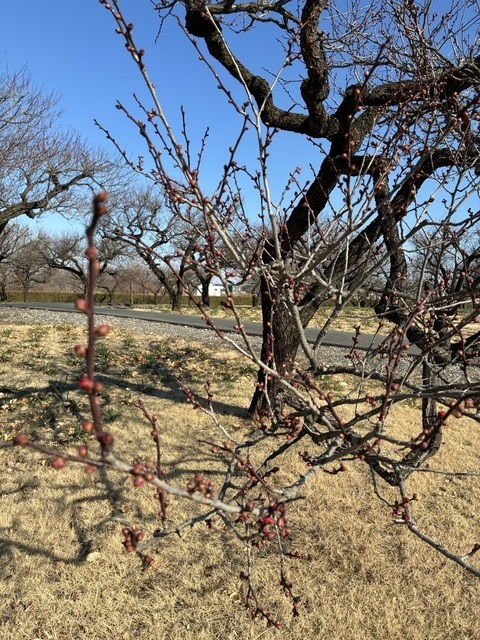つつじが岡公園の写真