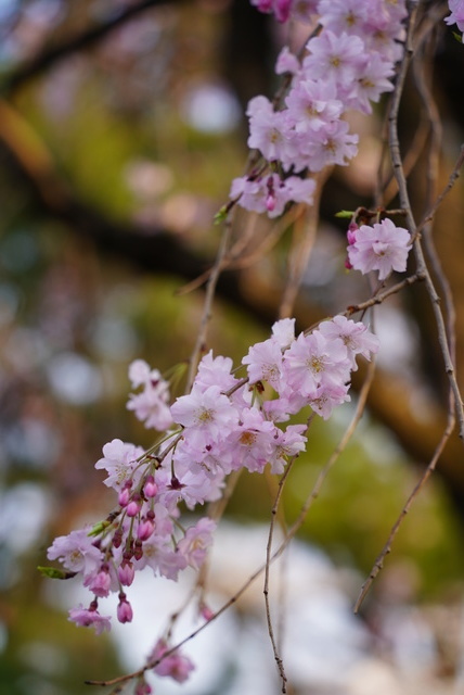 高崎城址公園の写真