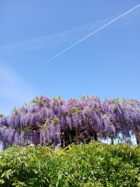 多々良沼(多々良沼公園)の写真