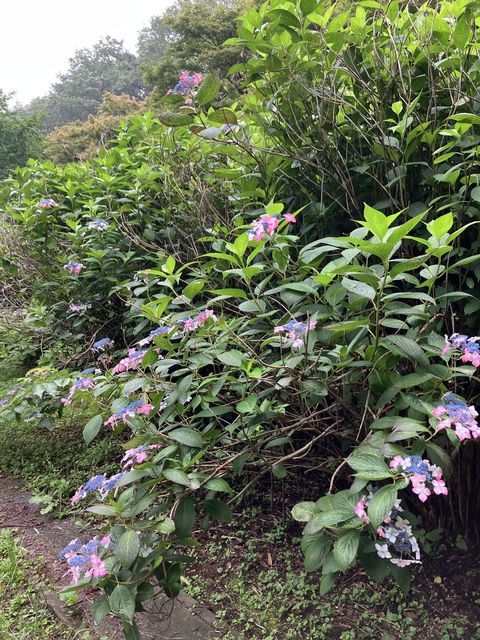嶺公園の写真