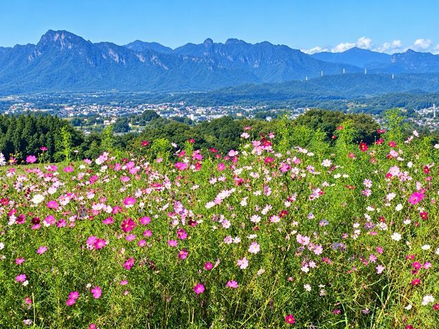 鼻高展望花の丘の写真