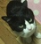 チビコリ
