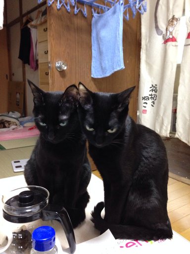まことちゃん。
