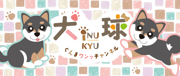 【2月】ぐんまワンッチャンネル「犬球～INUKYU～」