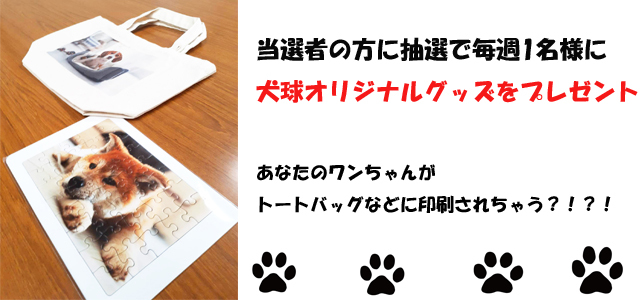 ぐんまワンッチャンネル「犬球～INUKYU～」3月