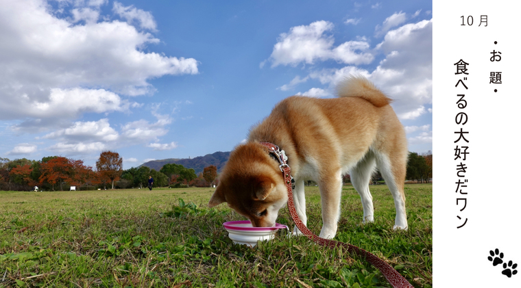 犬球 10月 ぐんラボ