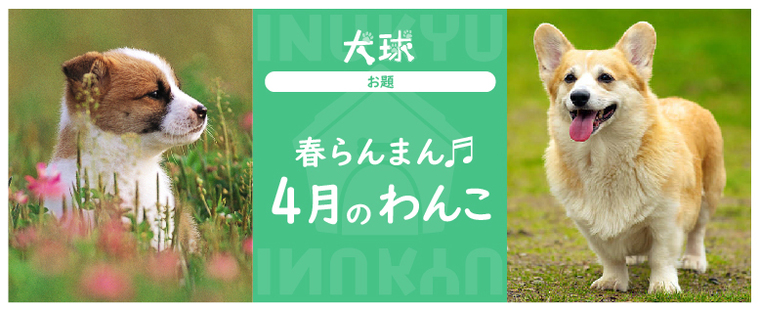 犬球　2022年4月