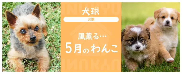 犬球　2022年5月