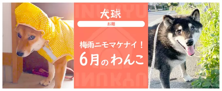 犬球　2022年6月