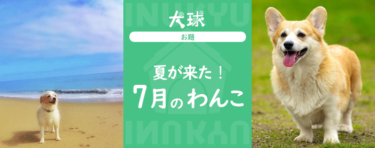 犬球　2022年7月