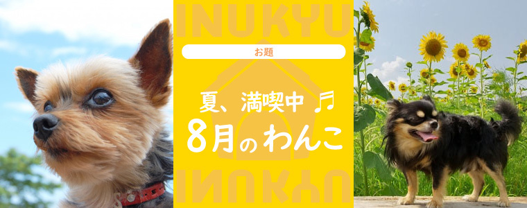 犬球　2022年8月