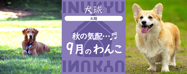 犬球　2022年9月