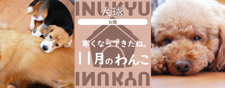 犬球　2022年11月