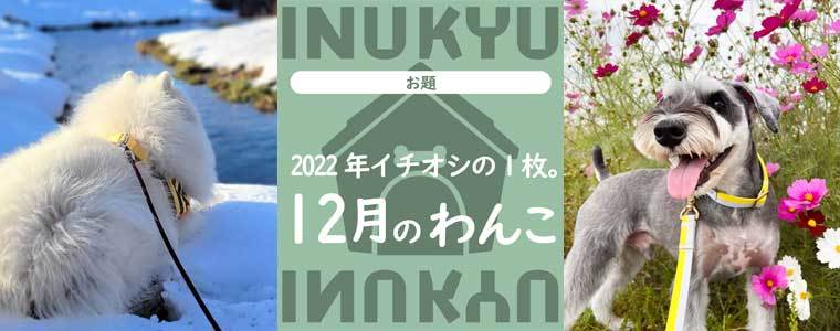 犬球　2022年12月