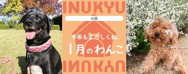 犬球　2023年1月