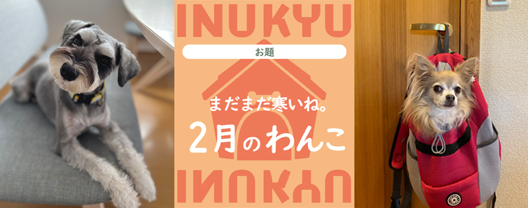 犬球　2023年2月