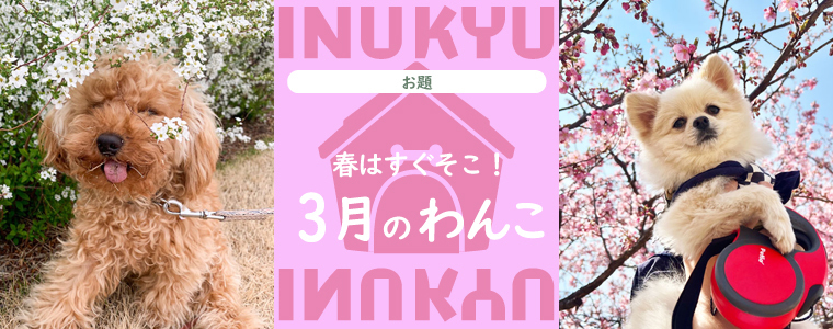 犬球　2023年3月